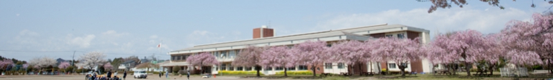 sakura.jpg